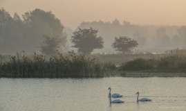 Zwanen tijdens zonsopkomst, Nederland